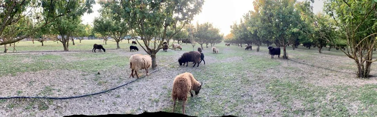 Agriturismo San Michele San Michele  Farm stay San Michele (Ravenna)